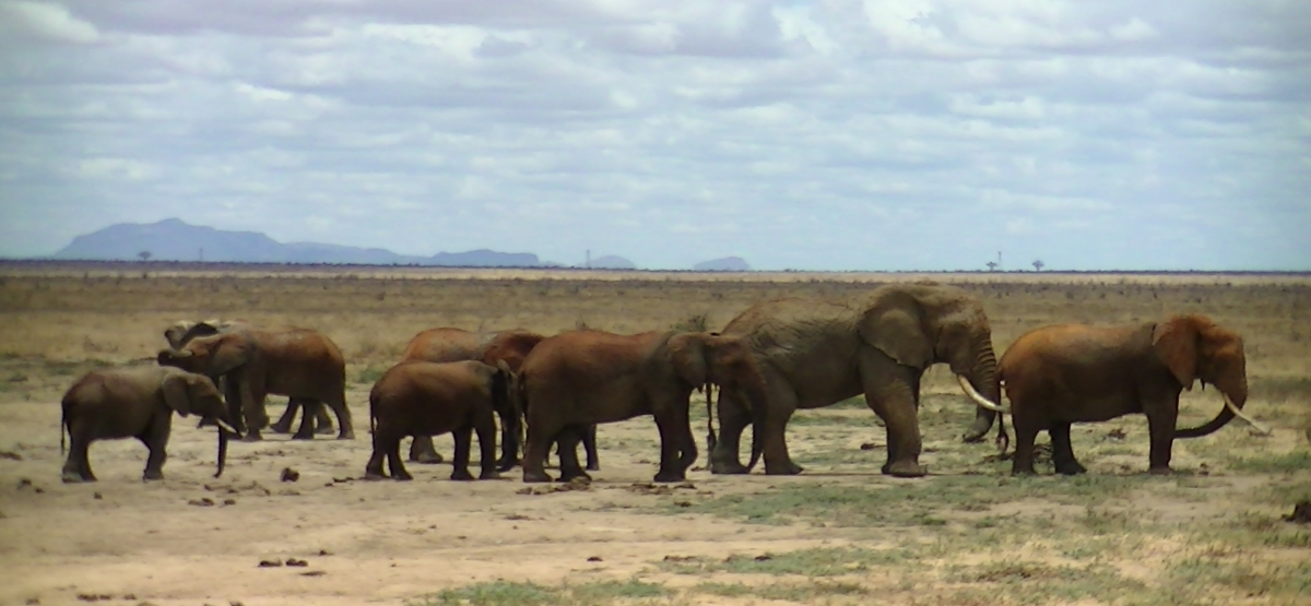 ELETTROECOLOGY FOR AFRICA